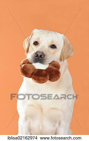 Yellow Labrador Retriever holding a brown flower cushion in its mouth View Large Photo Image Picture - Yellow Labrador Retriever holding a brown flower cushion in its mouth. Fotosearch