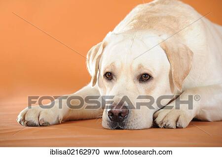 Stock Image - Yellow Labrador Retriever lying down with its head on the ground. Fotosearch