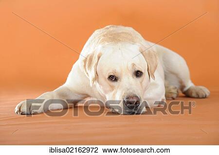 Yellow Labrador Retriever lying down with its head on the ground View Large Photo Image Stock Image - Yellow Labrador Retriever lying down with its head on the ground. Fotosearch