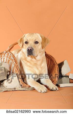 Stock Image - Yellow Labrador Retriever lying in a basket between pieces of firewood. Fotosearch