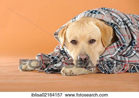 Stock Photo - Yellow Labrador Retriever lying under a plaid blanket. Fotosearch