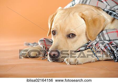 Yellow Labrador Retriever lying under a plaid blanket View Large Photo Image Stock Photograph - Yellow Labrador Retriever lying under a plaid blanket. Fotosearch