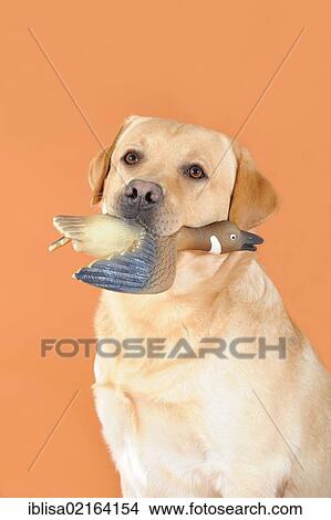 Yellow Labrador Retriever, portrait, with a rubber duck in its mouth View Large Photo Image Picture - Yellow Labrador Retriever, portrait, with a rubber duck in its mouth. Fotosearch