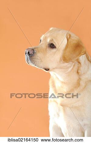 Yellow Labrador Retriever, portrait View Large Photo Image Stock Image - Yellow Labrador Retriever, portrait. Fotosearch