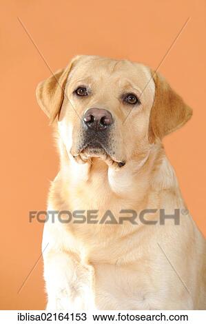 Stock Image - Yellow Labrador Retriever, portrait. Fotosearch