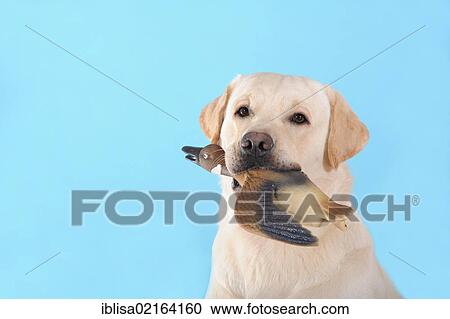 Stock Image - Yellow Labrador Retriever, portrait, with a rubber duck in its mouth. Fotosearch