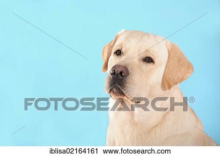 Yellow Labrador Retriever, portrait View Large Photo Image Stock Image - Yellow Labrador Retriever, portrait. Fotosearch
