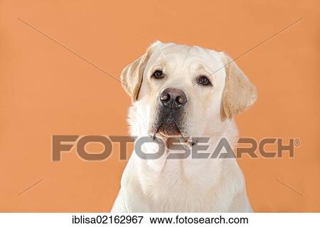 Yellow Labrador Retriever, portrait View Large Photo Image Stock Photo - Yellow Labrador Retriever, portrait. Fotosearch