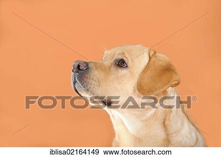 Stock Photo - Yellow Labrador Retriever, portrait. Fotosearch