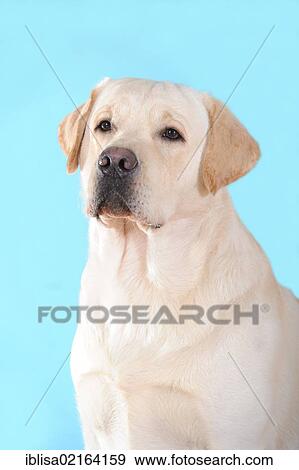 Yellow Labrador Retriever, portrait View Large Photo Image Stock Photo - Yellow Labrador Retriever, portrait. Fotosearch