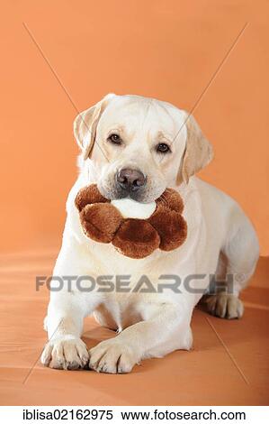 Yellow Labrador Retriever, portrait, holding a brown flower cushion in its mouth View Large Photo Image Stock Photography - Yellow Labrador Retriever, portrait, holding a brown flower cushion in its mouth. Fotosearch