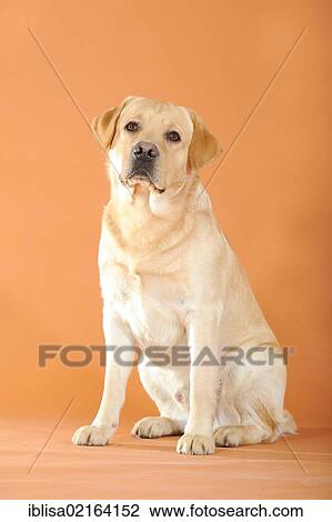 Yellow Labrador Retriever, sitting View Large Photo Image Stock Image - Yellow Labrador Retriever, sitting. Fotosearch
