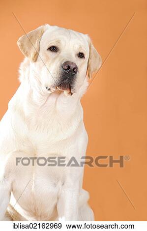 Yellow Labrador Retriever View Large Photo Image Stock Photo - Yellow Labrador Retriever. Fotosearch