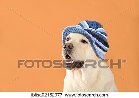 Stock Photo - Yellow Labrador Retriever wearing a blue striped cap. Fotosearch
