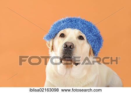 Yellow Labrador Retriever wearing a blue cap View Large Photo Image Stock Photo - Yellow Labrador Retriever wearing a blue cap. Fotosearch