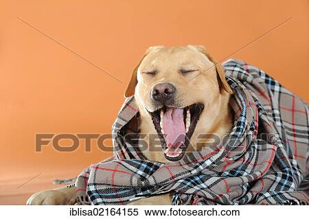 Stock Photography - Yellow Labrador Retriever yawning under a plaid blanket. Fotosearch