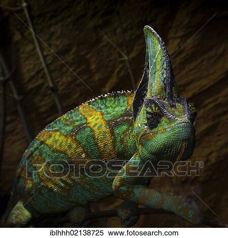 Yemen chameleon or Veiled chameleon (Chamaeleo calyptratus) in Erfurt Zoo, Erfurt, Thuringia, Germany, Europe View Large Photo Image Stock Photography - Yemen chameleon or Veiled chameleon (Chamaeleo calyptratus) in Erfurt Zoo, Erfurt, Thuringia, Germany, Europe. Fotosearch