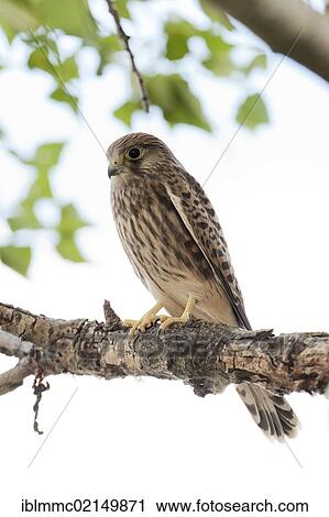 Young Common kestrel (Falco tinnunculus), Illmitz, Austria, Europe View Large Photo Image Stock Image - Young Common kestrel (Falco tinnunculus), Illmitz, Austria, Europe. Fotosearch