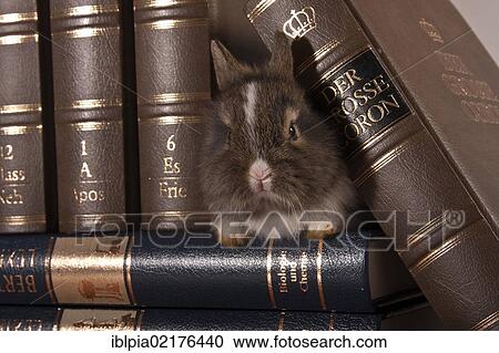 Stock Image - Young dwarf rabbit between leather-bound volumes. Fotosearch