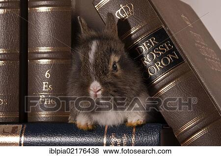 Young dwarf rabbit between leather-bound volumes View Large Photo Image Stock Photo - Young dwarf rabbit between leather-bound volumes. Fotosearch