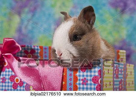Young dwarf rabbit in a gift box View Large Photo Image Stock Image - Young dwarf rabbit in a gift box. Fotosearch