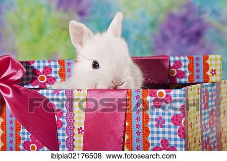 Young dwarf rabbit in a gift box View Large Photo Image Stock Photo - Young dwarf rabbit in a gift box. Fotosearch