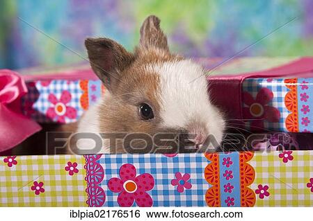 Stock Photograph - Young dwarf rabbit in a gift box. Fotosearch