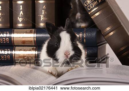 Stock Image - Young dwarf rabbit on an open book in front of leather-bound volumes. Fotosearch