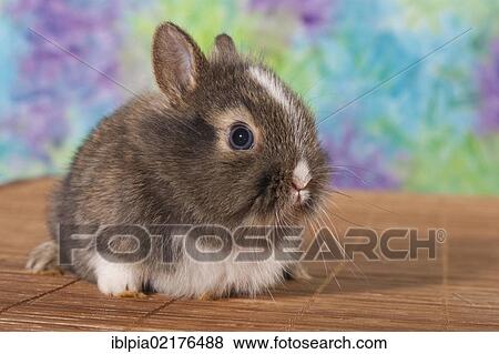 Stock Photo - Young dwarf rabbit. Fotosearch