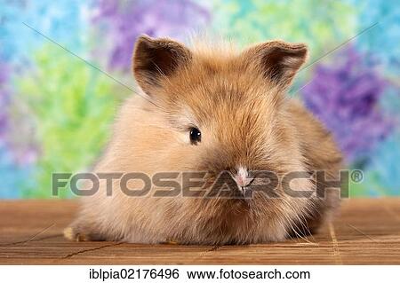 Stock Photograph - Young dwarf rabbit. Fotosearch