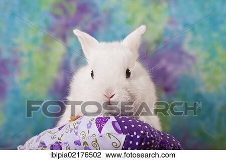 Young dwarf rabbit with a small pillow View Large Photo Image Stock Image - Young dwarf rabbit with a small pillow. Fotosearch
