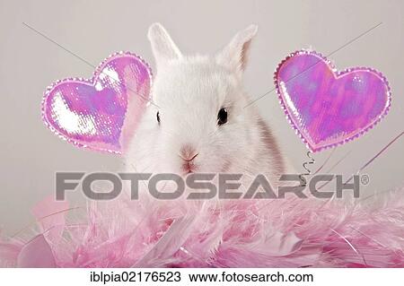 Young dwarf rabbit with pink hearts and feathers View Large Photo Image Stock Image - Young dwarf rabbit with pink hearts and feathers. Fotosearch
