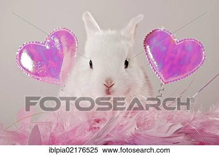 Stock Photography - Young dwarf rabbit with pink hearts and feathers. Fotosearch