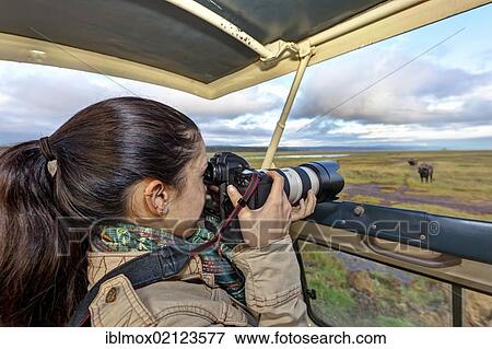Young photographer taking pictures of a buffalo from a safari bus, Lake Nakuru National Park, Kenya, East Africa, PublicGround, Africa View Large Photo Image Stock Photo - Young photographer taking pictures of a buffalo from a safari bus, Lake Nakuru National Park, Kenya, East Africa, PublicGround, Africa. Fotosearch