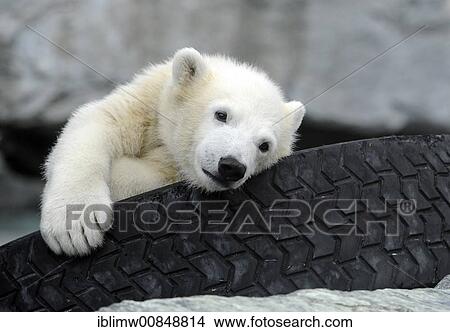 Young Polar Bear WILBAER (Ursus maritimus), Wilhelma Stuttgart Zoo, Baden-Wuerttemberg, Germany, Europe View Large Photo Image Picture - Young Polar Bear WILBAER (Ursus maritimus), Wilhelma Stuttgart Zoo, Baden-Wuerttemberg, Germany, Europe. Fotosearch