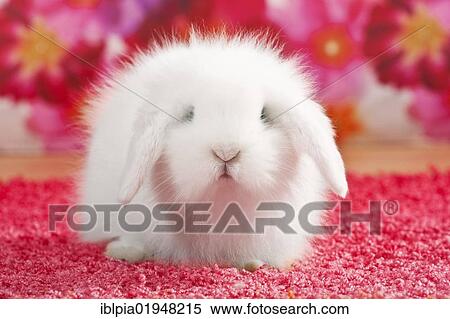Young teddy rabbit, dwarf lop View Large Photo Image Stock Photography - Young teddy rabbit, dwarf lop. Fotosearch