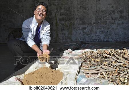 Young Tibetan man in a cooperative producing tea and incense sticks, with bark which is ground and used for manufacturing incense sticks and herbal teas, Tibet, China, Asia View Large Photo Image Stock Image - Young Tibetan man in a cooperative producing tea and incense sticks, with bark which is ground and used for manufacturing incense sticks and herbal teas, Tibet, China, Asia. Fotosearch