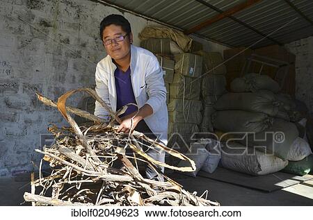 Young Tibetan man in a cooperative producing tea and incense sticks, with bark which is ground and used for manufacturing incense sticks and herbal teas, Tibet, China, Asia View Large Photo Image Stock Image - Young Tibetan man in a cooperative producing tea and incense sticks, with bark which is ground and used for manufacturing incense sticks and herbal teas, Tibet, China, Asia. Fotosearch