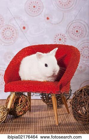 Young white dwarf rabbit sitting on a red mini chair View Large Photo Image Picture - Young white dwarf rabbit sitting on a red mini chair. Fotosearch
