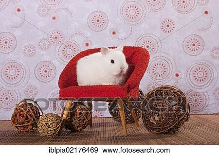Stock Photo - Young white dwarf rabbit sitting on a red mini chair. Fotosearch