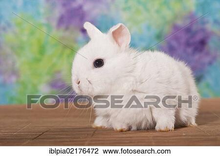 Stock Image - Young white dwarf rabbit. Fotosearch