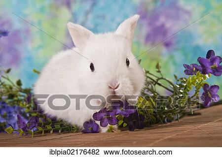 Stock Image - Young white dwarf rabbit with purple flowers. Fotosearch