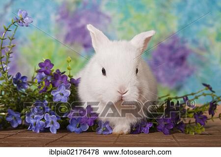 Stock Photo - Young white dwarf rabbit with purple flowers. Fotosearch