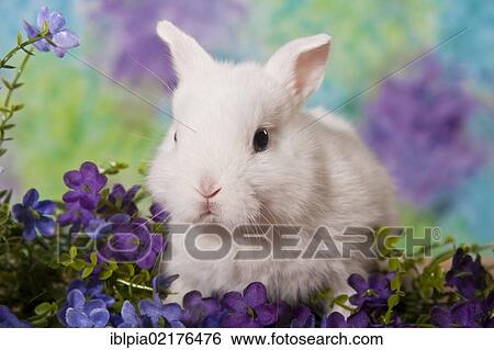 Stock Photograph - Young white dwarf rabbit with purple flowers. Fotosearch