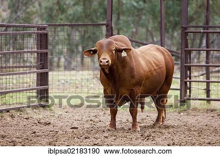 Zebu, indicus cattle (Bos primigenius indicus), Northern Territory, Australia, Oceania View Large Photo Image Stock Image - Zebu, indicus cattle (Bos primigenius indicus), Northern Territory, Australia, Oceania. Fotosearch