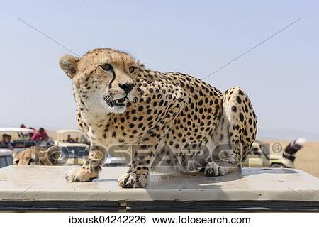 A cheetah (Acinonyx jubatus) sitting on a vehicle, disturbed by the tourist buses, Maasai Mara National Reserve, Narok County, Kenya, Africa View Large Photo Image Stock Photograph - A cheetah (Acinonyx jubatus) sitting on a vehicle, disturbed by the tourist buses, Maasai Mara National Reserve, Narok County, Kenya, Africa. Fotosearch