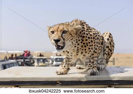 A cheetah (Acinonyx jubatus) sitting on a vehicle, disturbed by the tourist buses, Maasai Mara National Reserve, Narok County, Kenya, Africa View Large Photo Image Stock Photography - A cheetah (Acinonyx jubatus) sitting on a vehicle, disturbed by the tourist buses, Maasai Mara National Reserve, Narok County, Kenya, Africa. Fotosearch