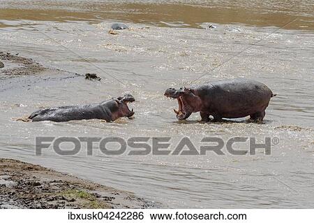 Stock Photograph - A hippo (Hippopotamus amphibius) tries to chase away a rival, Mara River, Masai Mara National Reserve, Narok County, Kenya, Africa. Fotosearch