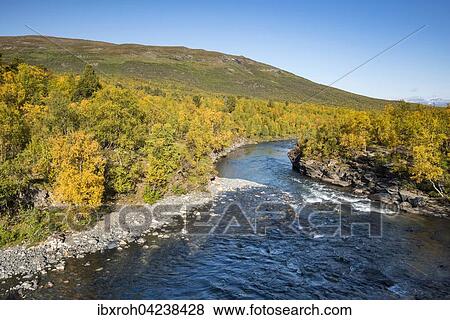 Abiskojokk river in autumnal landscape, Abisko National Park, Norrbotten, Lapland, Sweden, Europe View Large Photo Image Stock Photo - Abiskojokk river in autumnal landscape, Abisko National Park, Norrbotten, Lapland, Sweden, Europe. Fotosearch