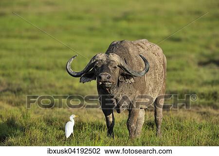 African buffalo or cape buffalo (Syncerus caffer), in the swampland, Amboseli, Kenya, Africa View Large Photo Image Stock Image - African buffalo or cape buffalo (Syncerus caffer), in the swampland, Amboseli, Kenya, Africa. Fotosearch